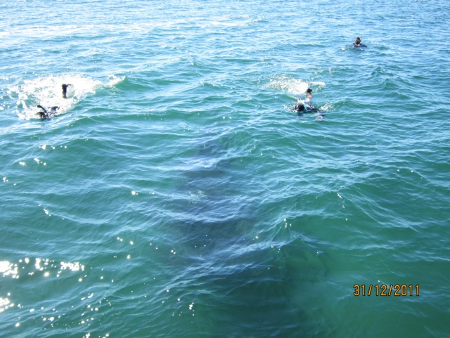  Snorkeling in the open sea 